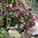 Helleborus x hybridus 'Strawberry Moon'