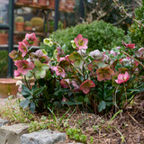 Helleborus x hybridus 'Strawberry Moon'