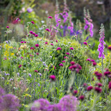 Knautia Combination