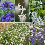 Sandy Soil Border Collection Sandy Soil Border Collection