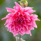 Dahlia 'Otto's Thrill'
