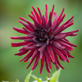 Dahlia 'Black Narcissus'