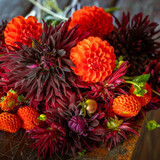 Johnnie Boden's Dahlia Collection
