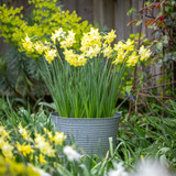 Narcissus 'Pipit' in a Galvanised Ribbed Planter