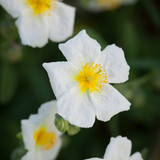 Helianthemum 'The Bride'