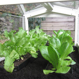 Contemporary Long Cloche