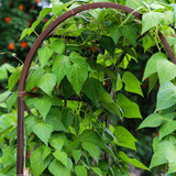 Growing Arch