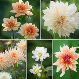 Soft and Warm Colour Splash Dahlia Collection