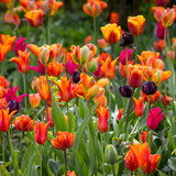 Arit Anderson's Favourite Tulip Mix