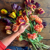 Swallows and Damsons Tulip Collection