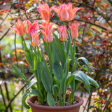 Apricot Pot Tulip Collection