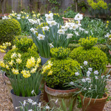 Tom’s Narcissus Collection