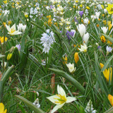 Tynaarlo Gardenscape Mix