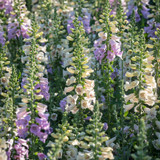 Dreaming Spires Foxglove Collection
