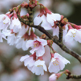 Prunus incisa 'Kojo-no-mai'