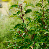 Prunus lusitanica 'Brenelia’