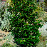 Prunus lusitanica 'Brenelia’