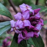 Daphne bholua 'Mary Rose'
