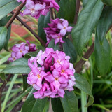 Daphne bholua 'Mary Rose'