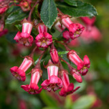 Escallonia rubra var.macrantha