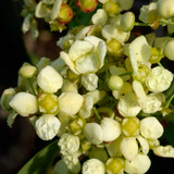 Euonymus grandiflorus 'Ruby Wine'