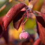 Euonymus grandiflorus 'Ruby Wine'