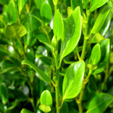 Griselinia littoralis