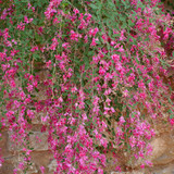 Lespedeza thunbergii