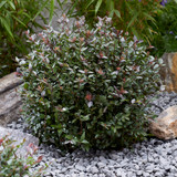 Lonicera nitida Garden Clouds 'Purple Storm'