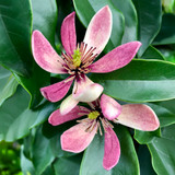 Magnolia 'Stellar Ruby'