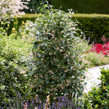 Trachelospermum jasminoides ‘Star of Milano’