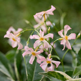 Trachelospermum jasminoides ‘Star of Milano’