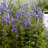 Aconitum carmichaelii 'Pershore Abbey'