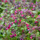 Pulmonaria 'Raspberry Splash'