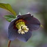 Helleborus orientalis 'Solar Night'