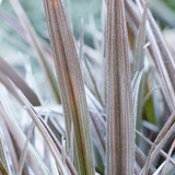 Astelia 'Red Shadow'