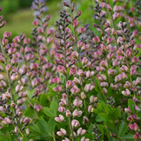 Baptisia 'Deluxe Pink Truffles' (Decandence Series)