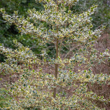 Ilex aquifolium 'Madame Briot'