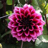 Dahlia 'Davina Michelle'