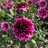 Dahlia 'Davina Michelle'