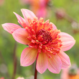 Dahlia 'Lava Glow'