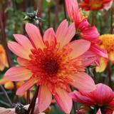 Dahlia 'Lava Glow'