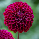 Dahlia 'King's Blood'