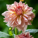 Dahlia 'Fairway Pilot'