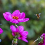 Dahlia 'Ruth's Choice'