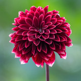 Dahlia 'Sissinghurst'