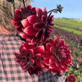 Dahlia 'Sissinghurst'