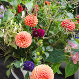 Butter Wakefield Dahlia Collection