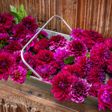 Davina Michelle Purple Colour Splash Dahlia Collection