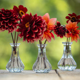 Vita Sackville West Dahlia Collection